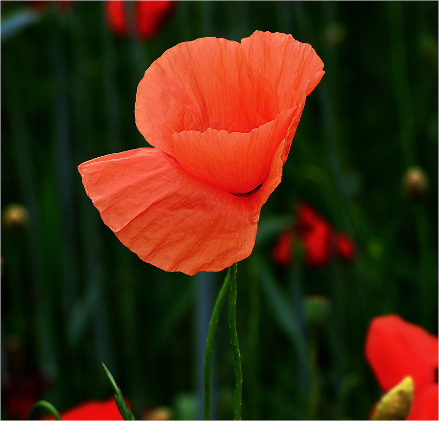 klatschmohn