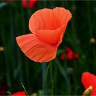 klatschmohn