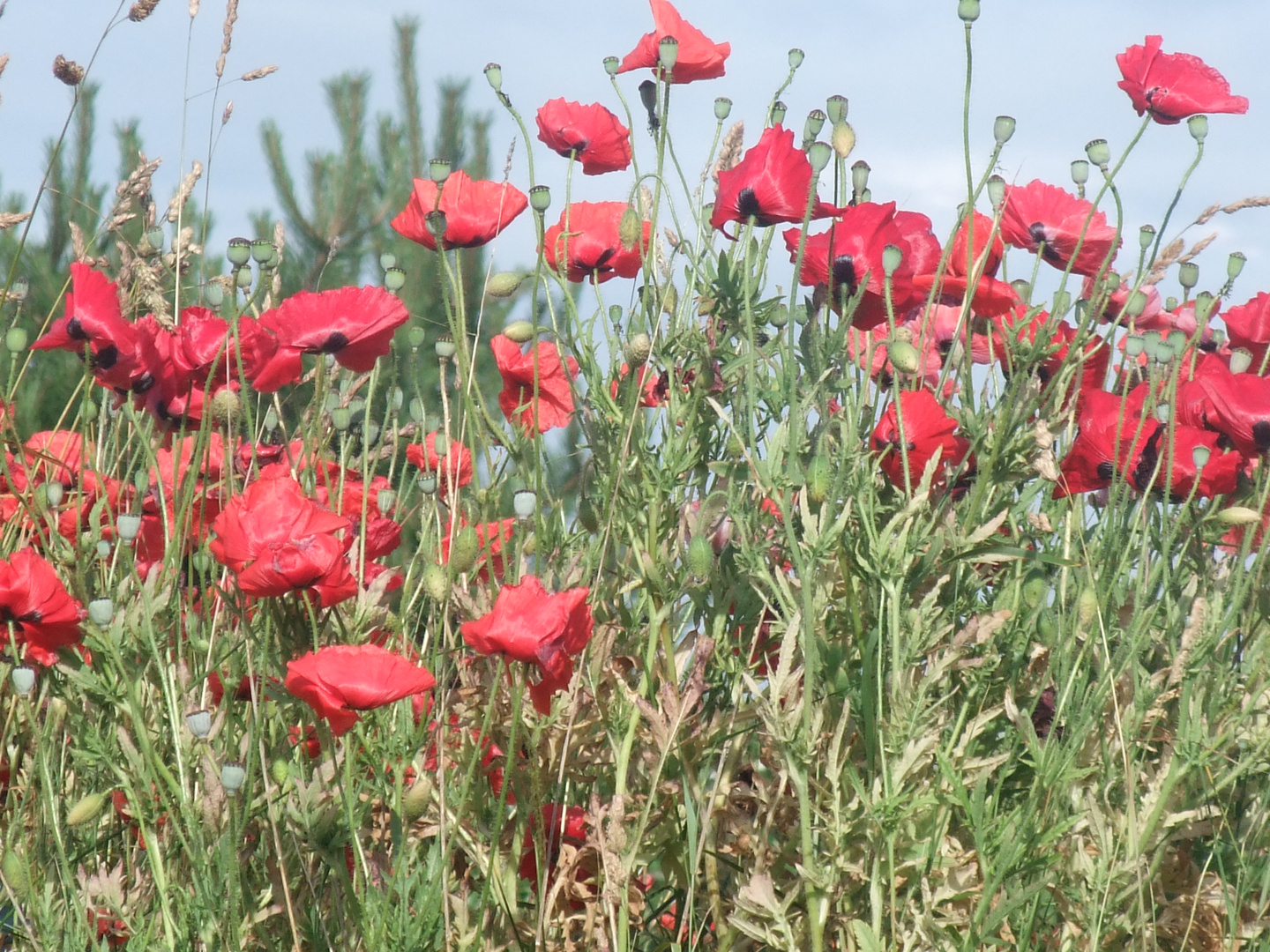 Klatschmohn