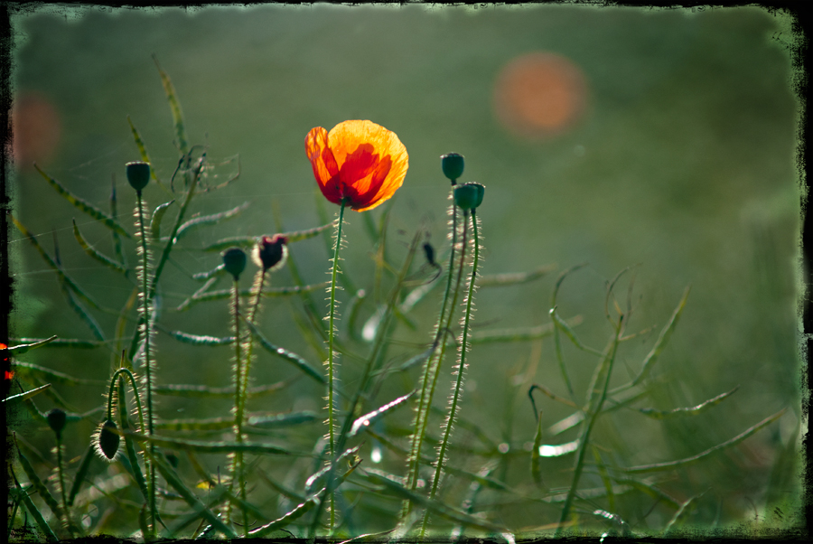 ... Klatschmohn ...