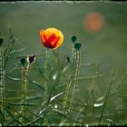 ... Klatschmohn ...