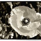 Klatschmohn