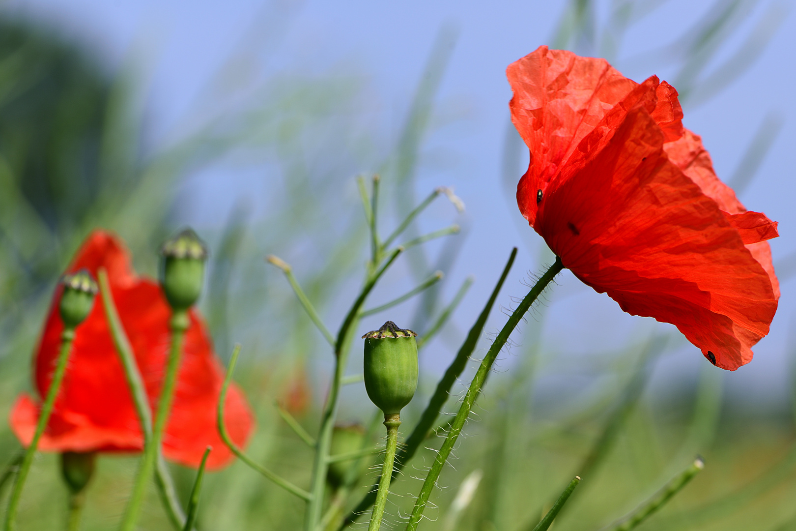 Klatschmohn