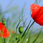 Klatschmohn