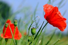 Klatschmohn