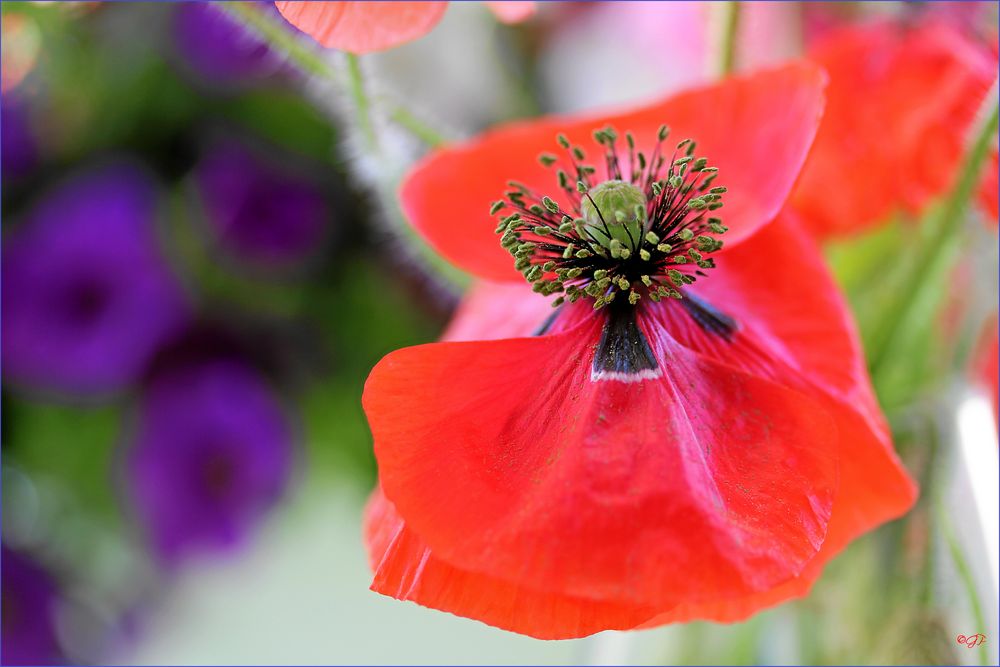 Klatschmohn......