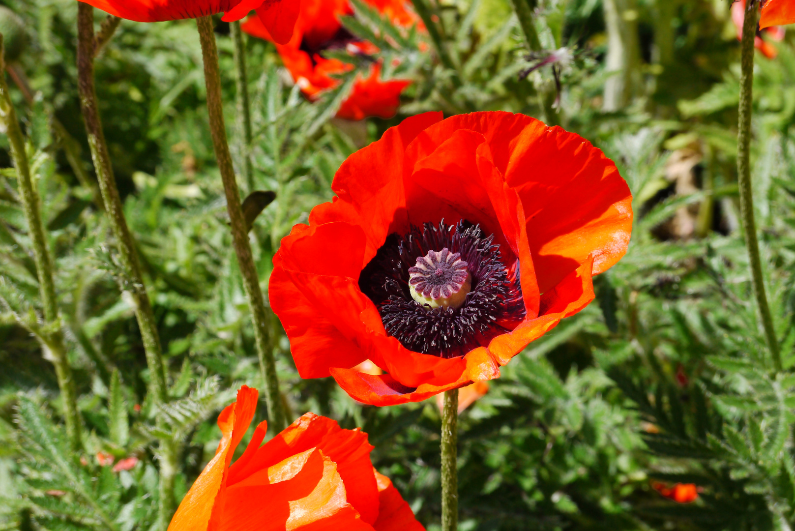 Klatschmohn