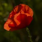 Klatschmohn