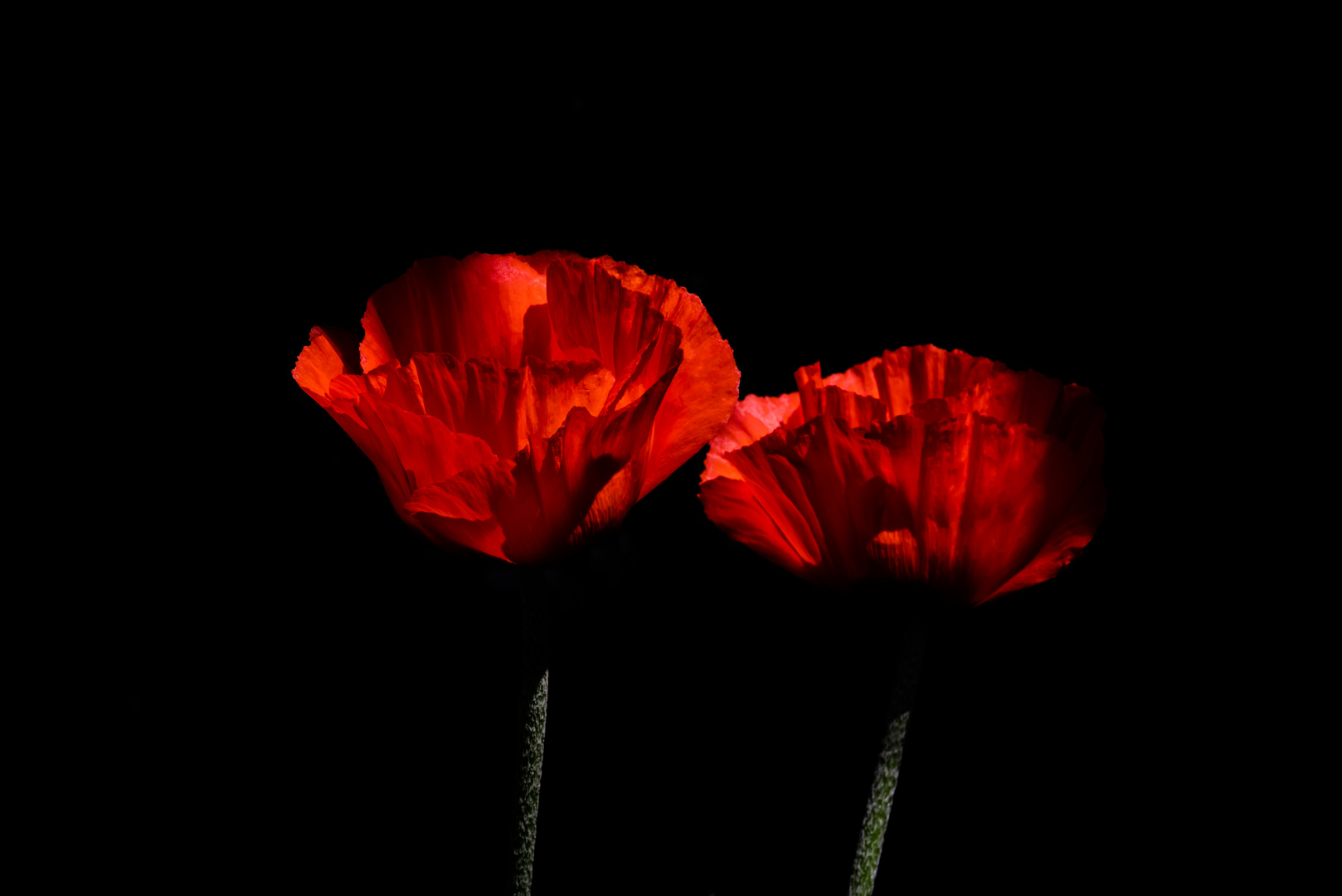 Klatschmohn