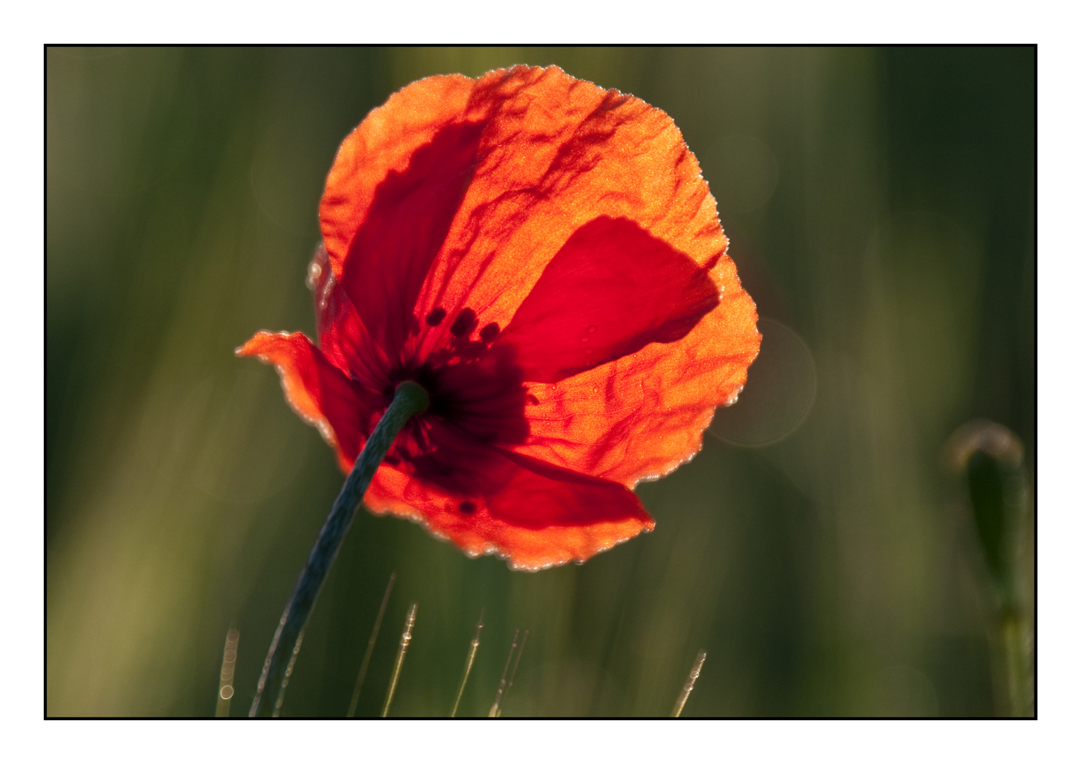 Klatschmohn | Bauerschaft Holling