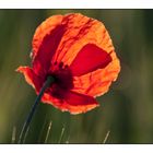 Klatschmohn | Bauerschaft Holling