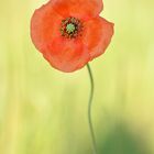 Klatschmohn