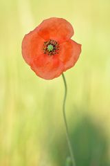 Klatschmohn