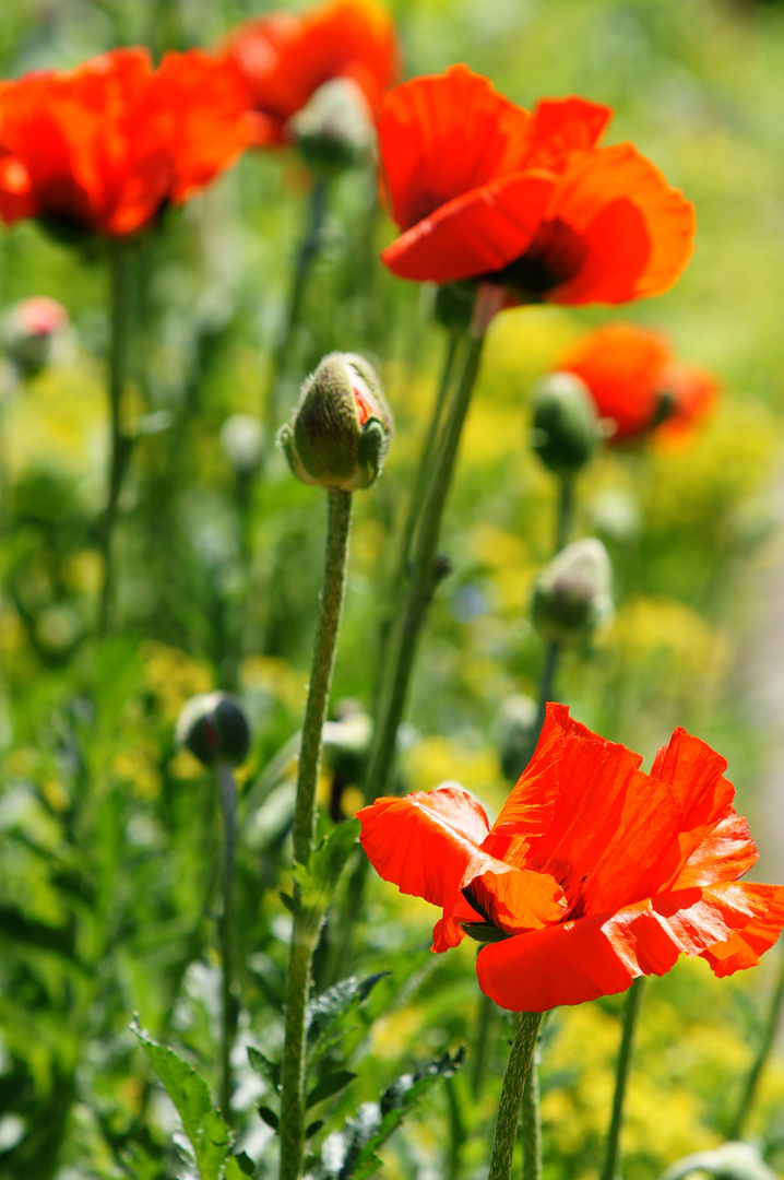 Klatschmohn