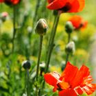 Klatschmohn