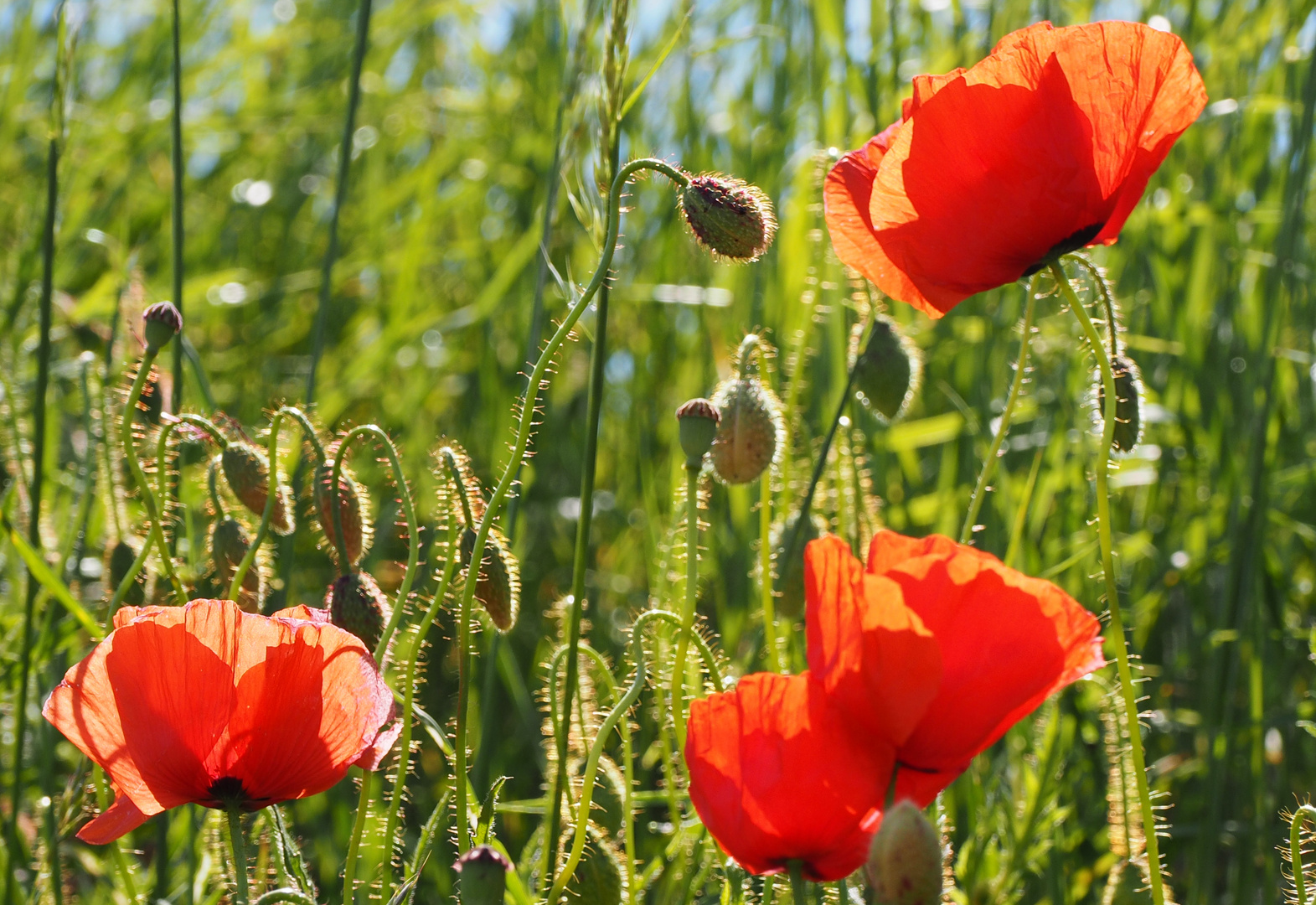 Klatschmohn Foto & Bild | pflanzen, pilze & flechten, blüten ...