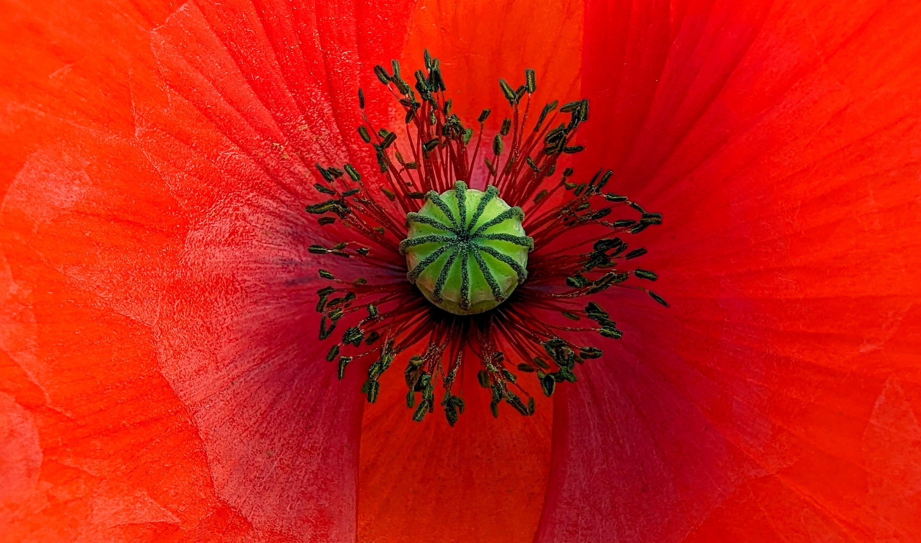 KlatschMohn