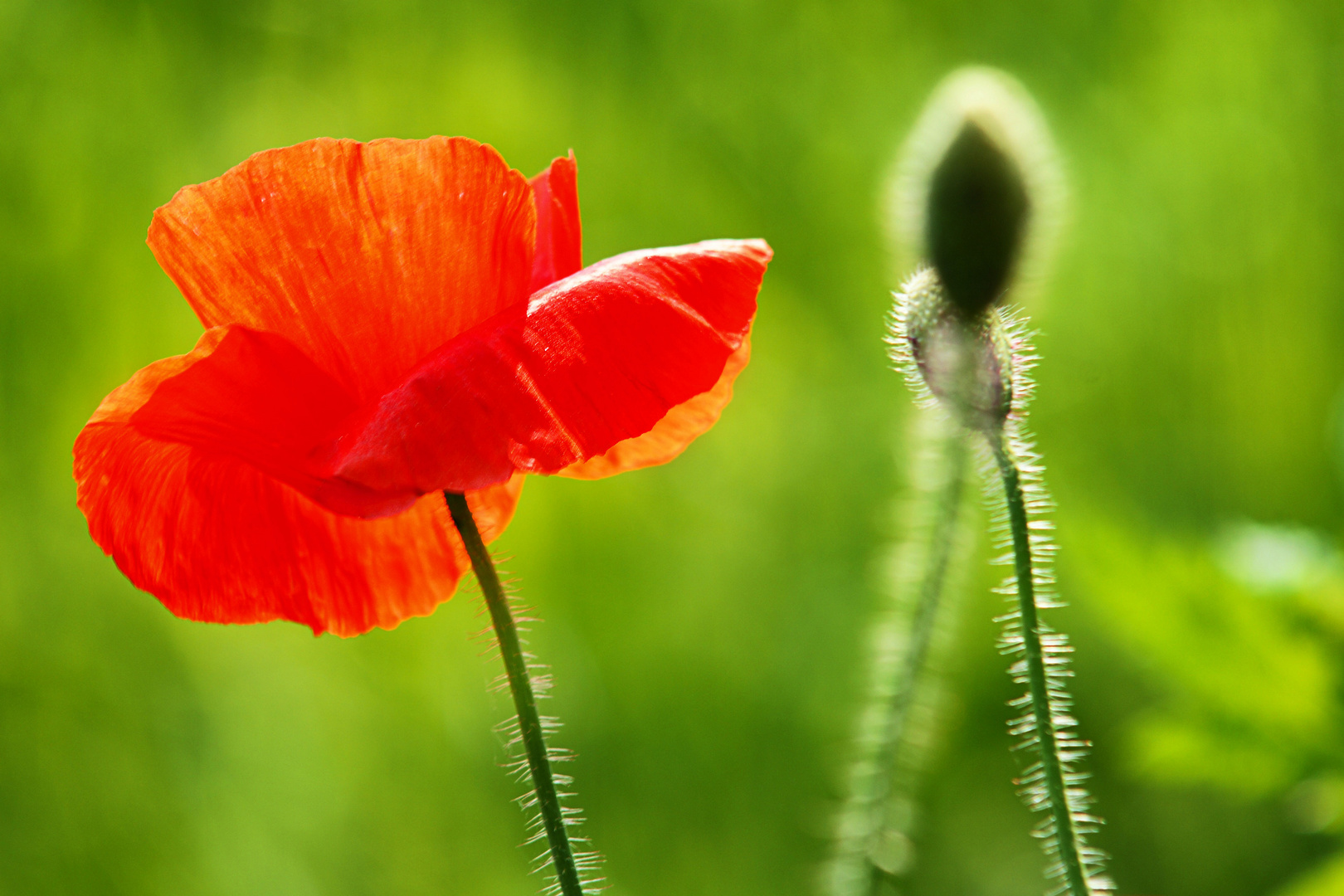 Klatschmohn