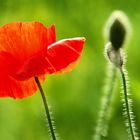 Klatschmohn