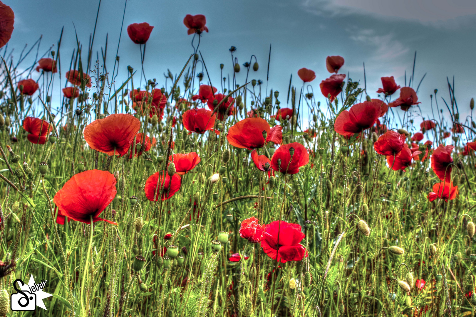 Klatschmohn