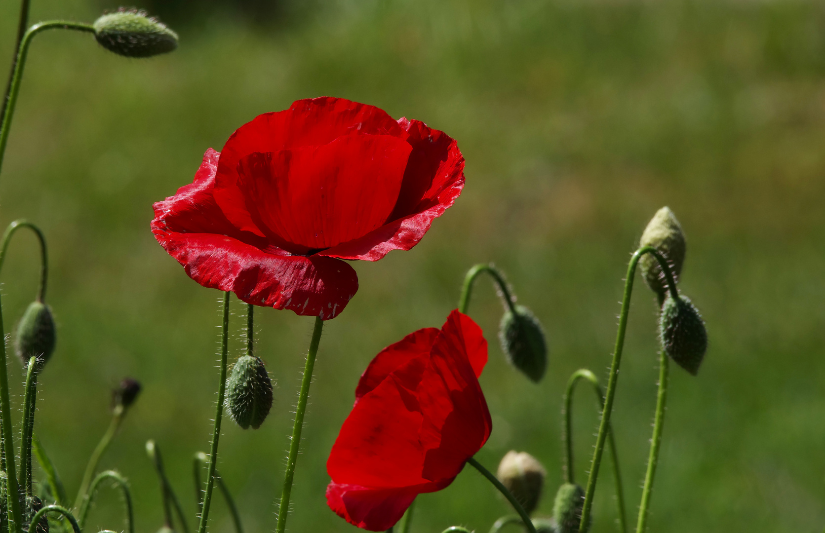 Klatschmohn