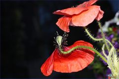 Klatschmohn bei Nacht .....