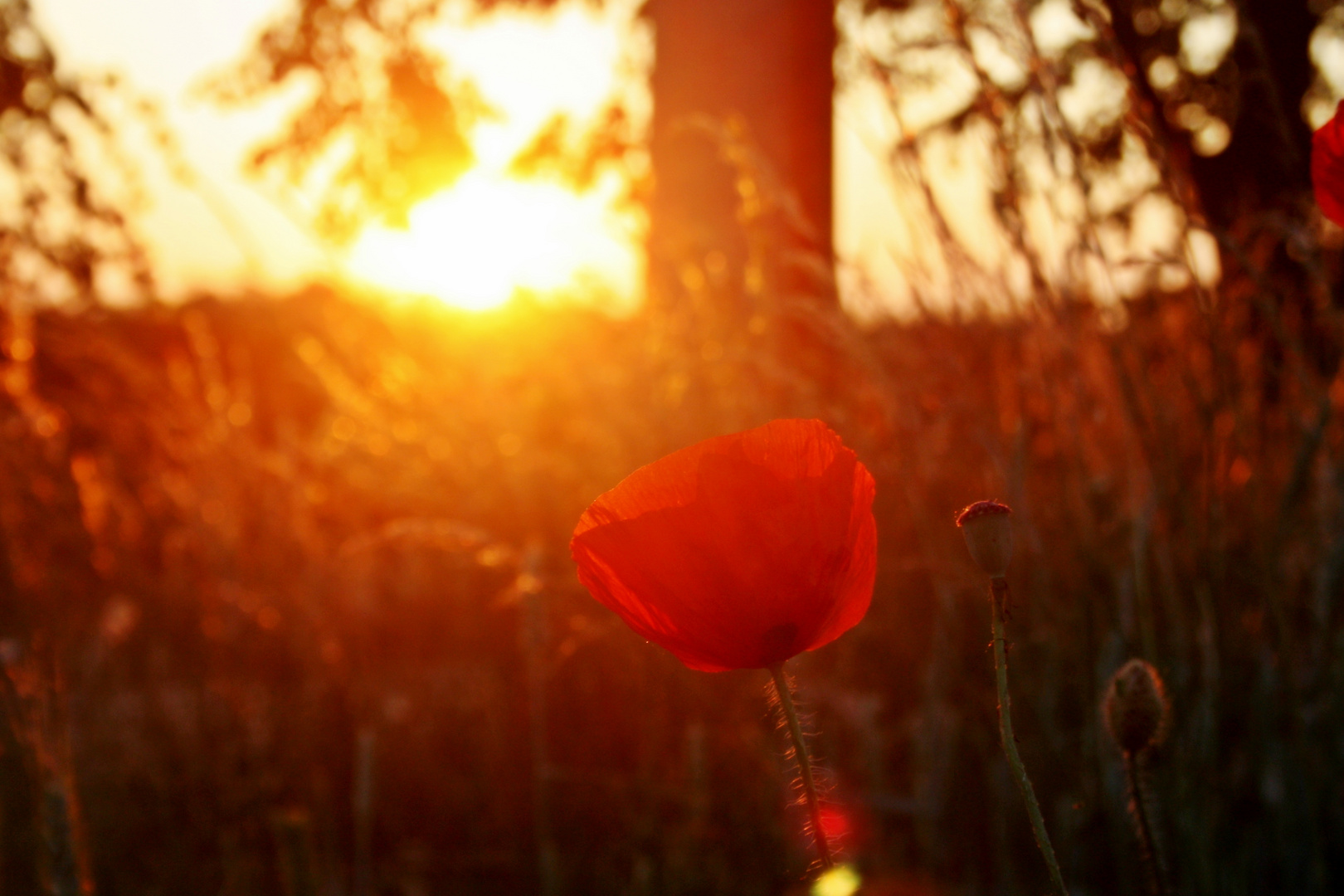 Klatschmohn bei sonnenuntergang