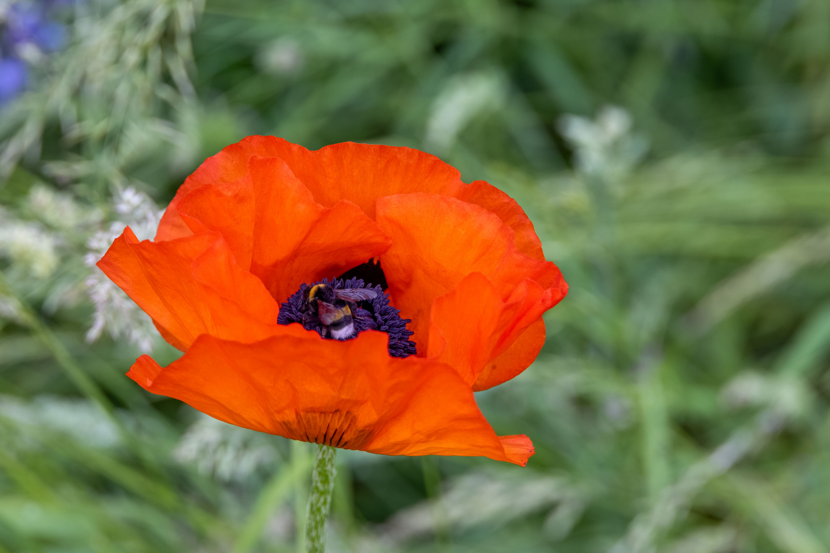 Klatschmohn beim Sex