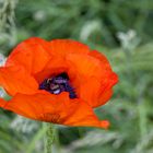 Klatschmohn beim Sex