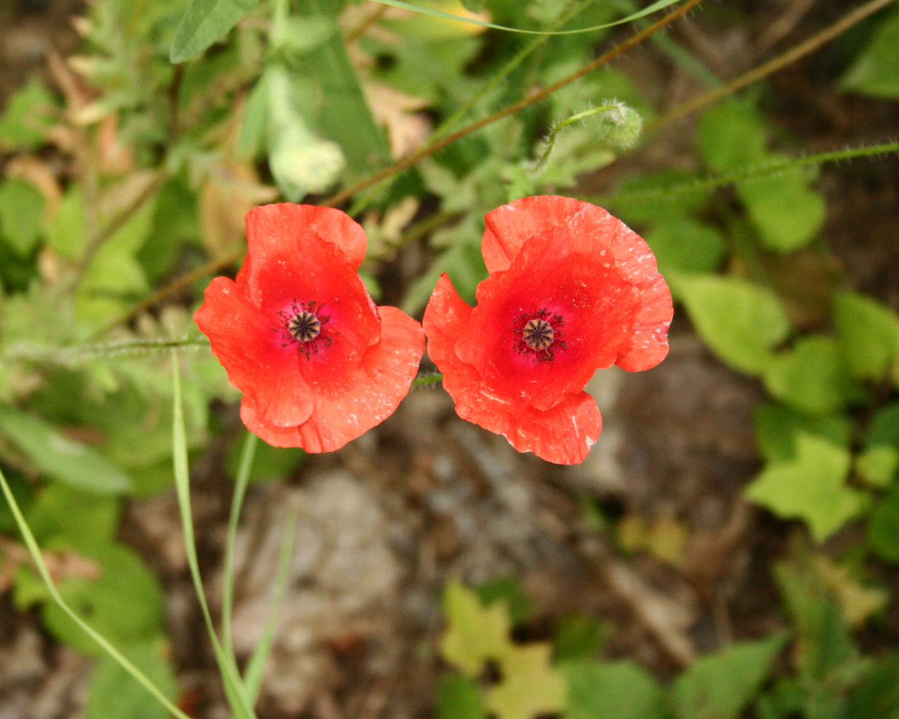 Klatschmohn