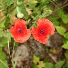 Klatschmohn