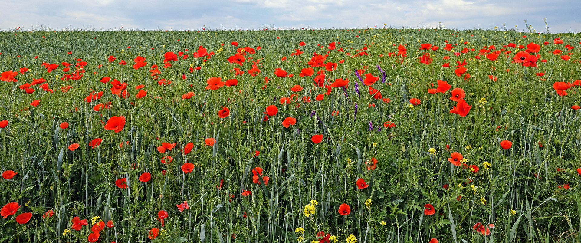 Klatschmohn bis zum Horizont gestern Vormittag...