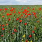 Klatschmohn bis zum Horizont gestern Vormittag...