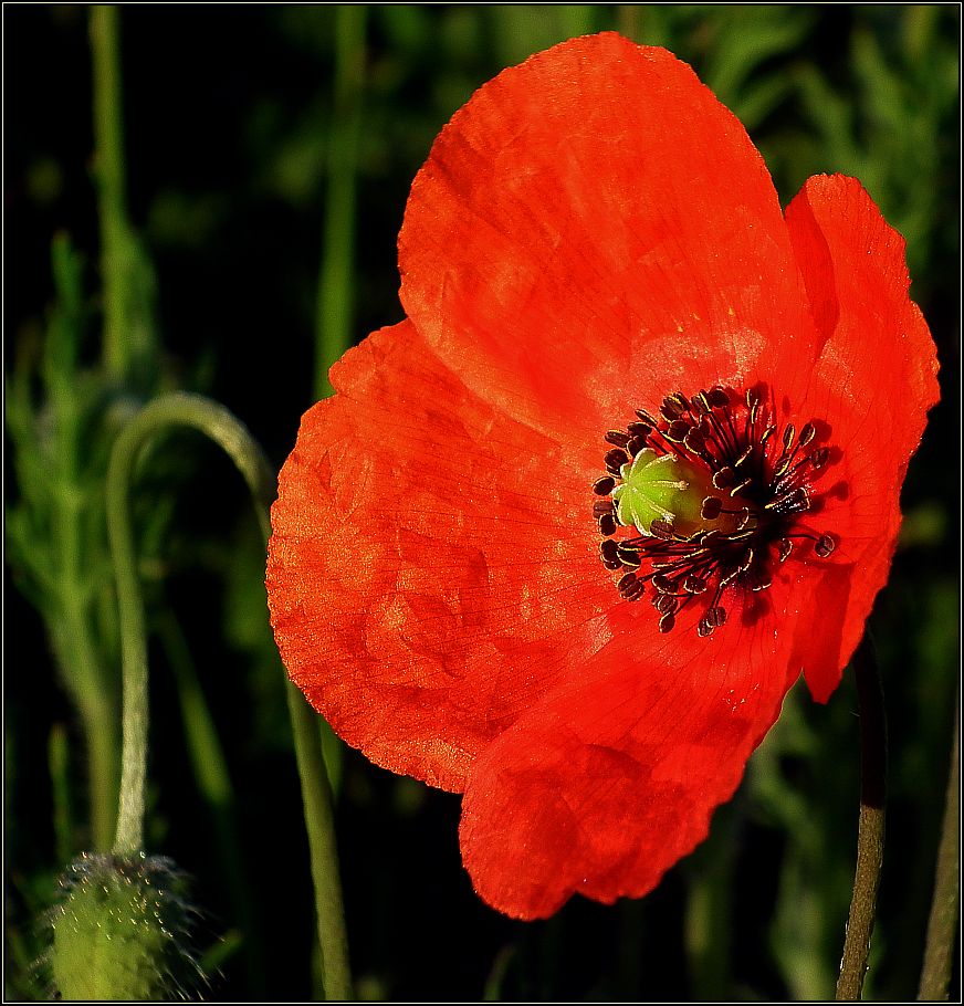 Klatschmohn-Blüte