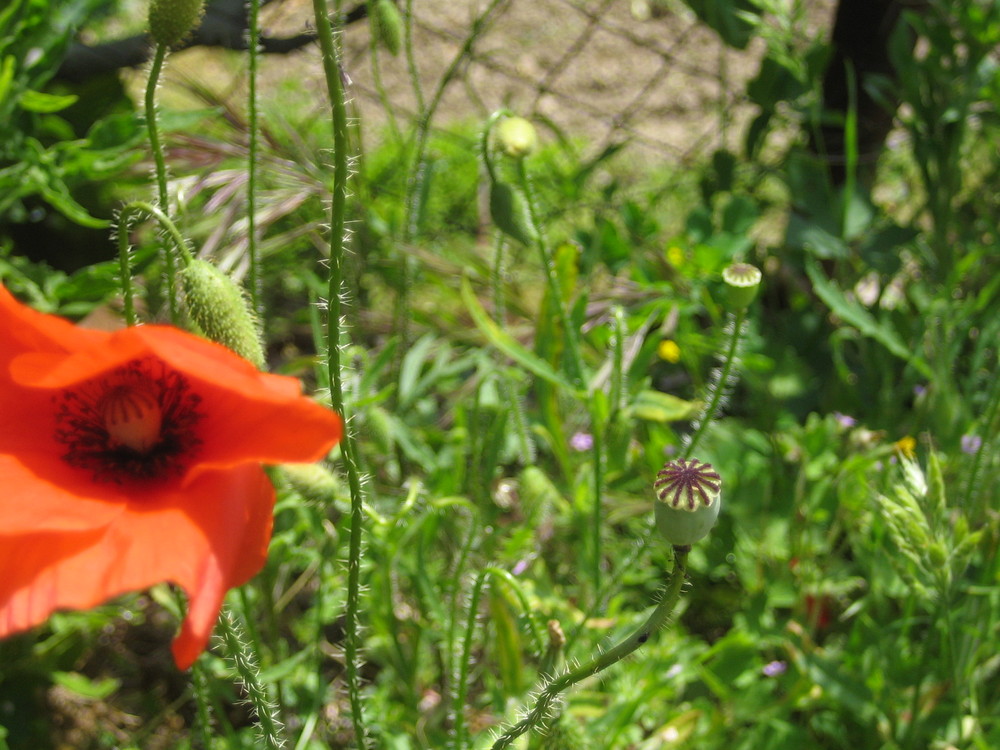 Klatschmohn Blüte und geschlossene Kapsel