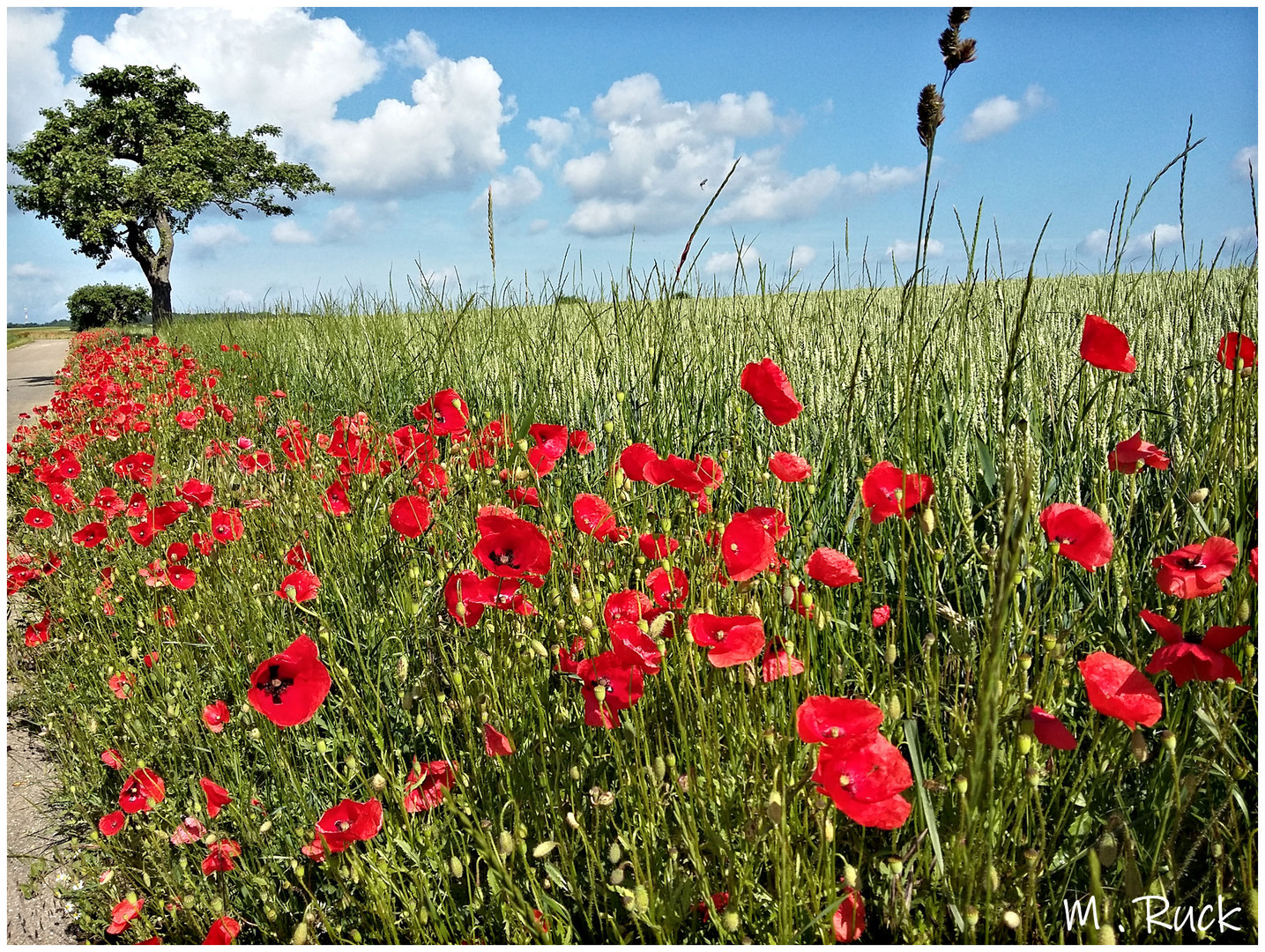 Klatschmohn Blüten am Wegesrand ,