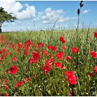 Klatschmohn Blüten am Wegesrand ,