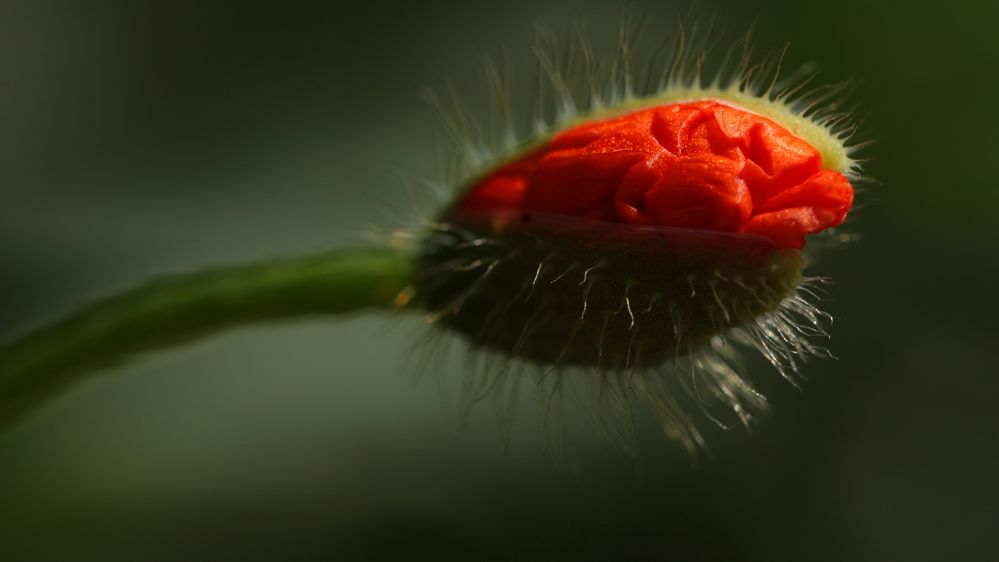 Klatschmohn-Blütenknospe