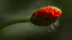 Klatschmohn-Blütenknospe