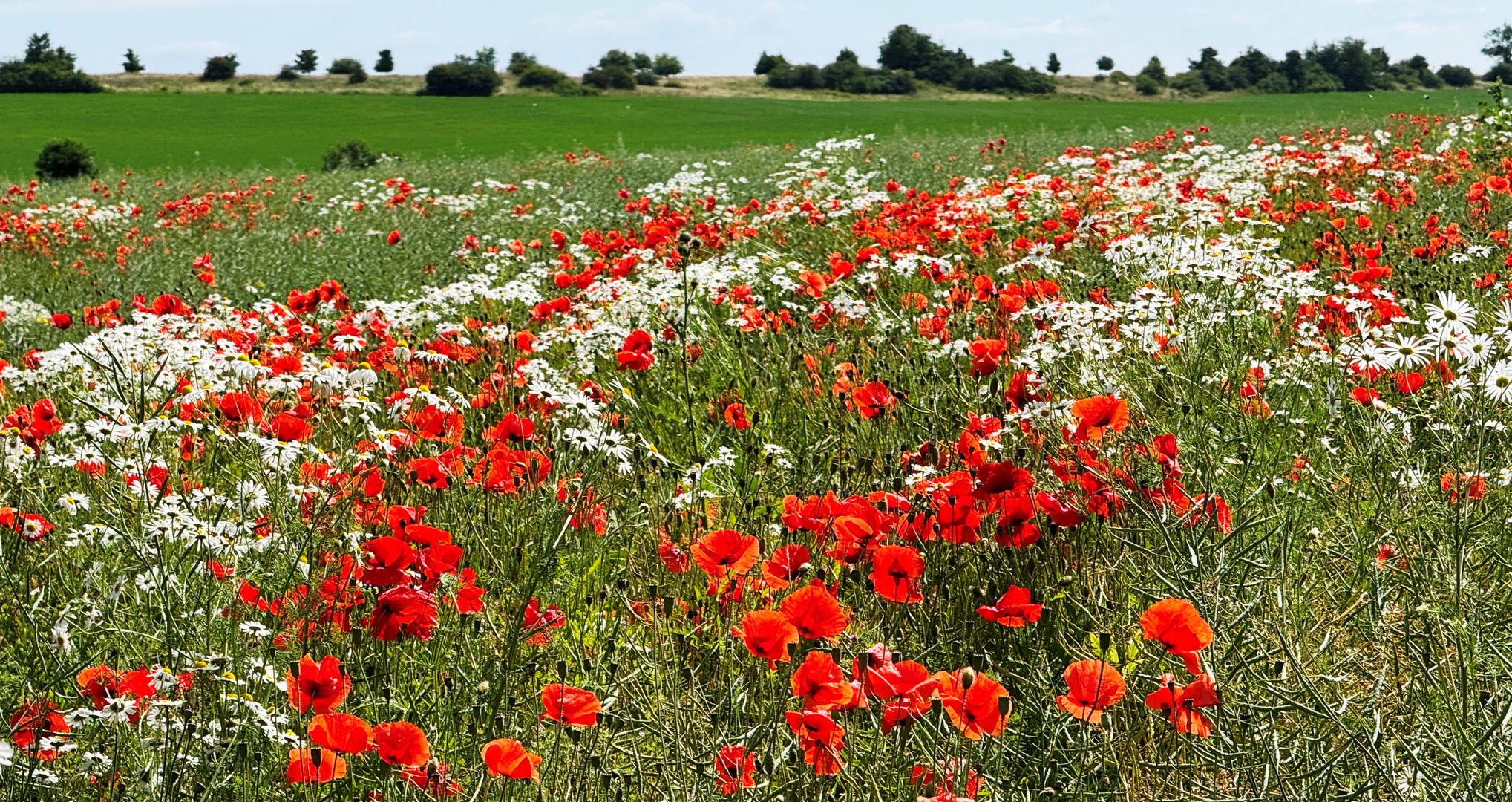 Klatschmohn - Blütenmeer