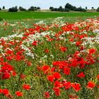 Klatschmohn - Blütenmeer