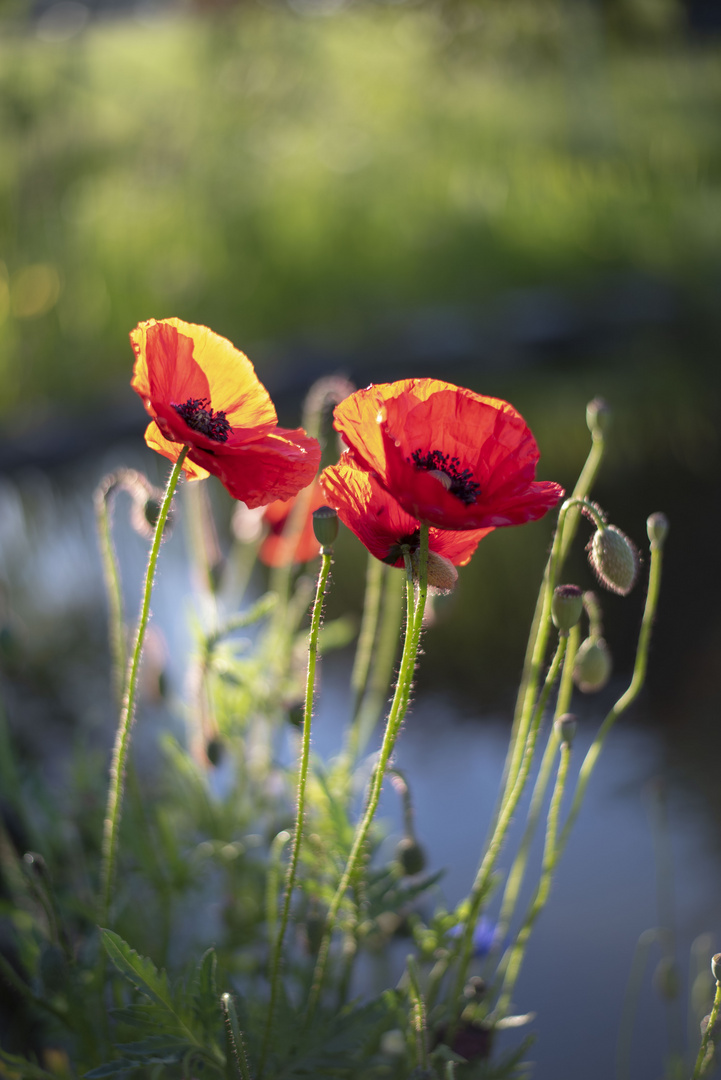 Klatschmohn