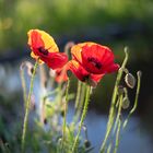 Klatschmohn