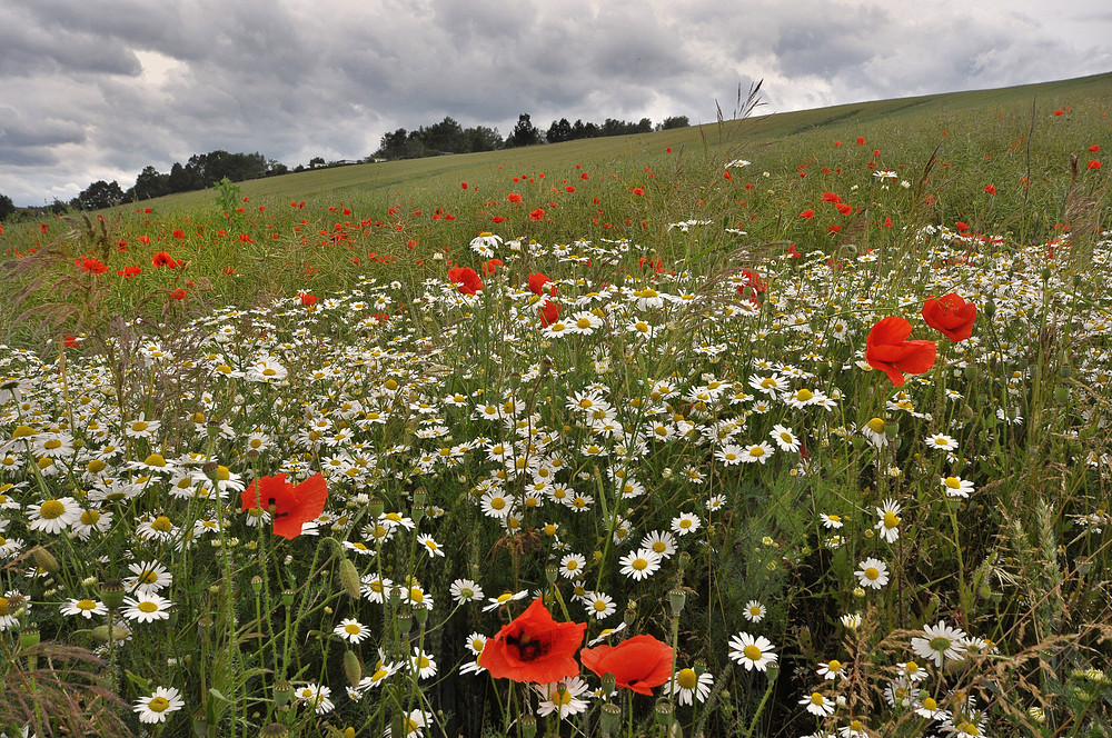 Klatschmohn....................