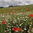 Klatschmohn....................