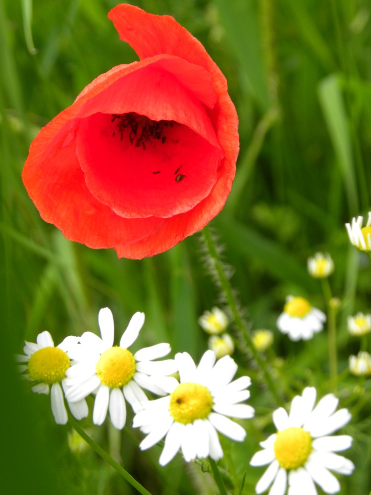 Klatschmohn