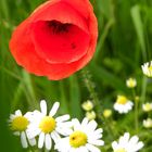 Klatschmohn