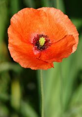 Klatschmohn