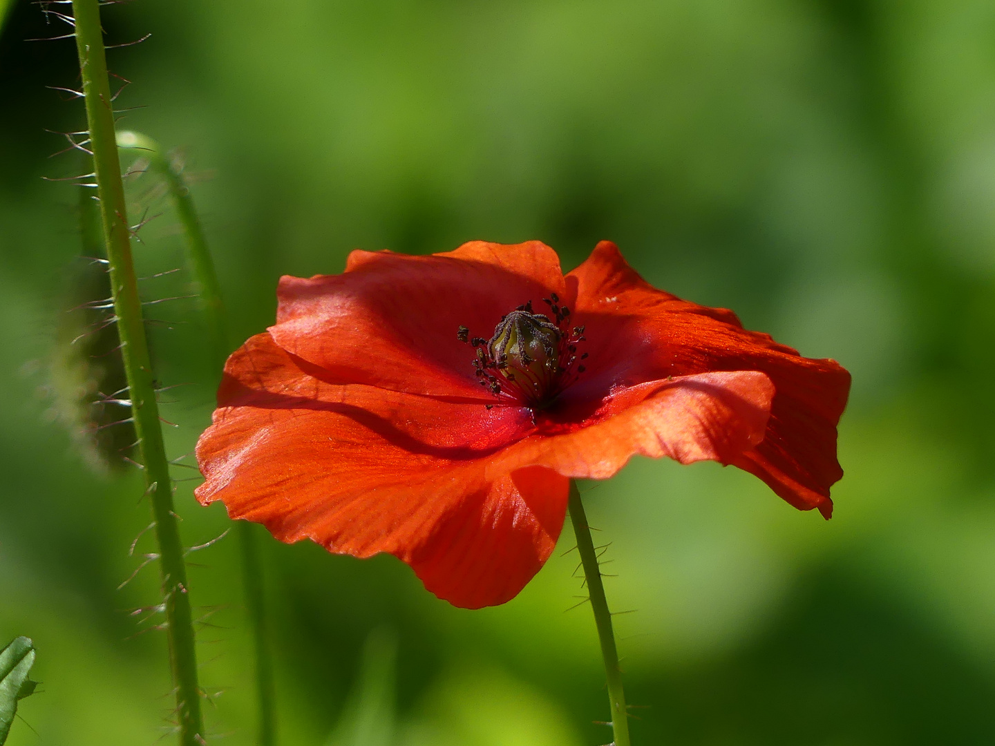 Klatschmohn