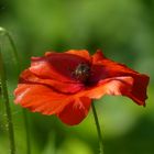 Klatschmohn